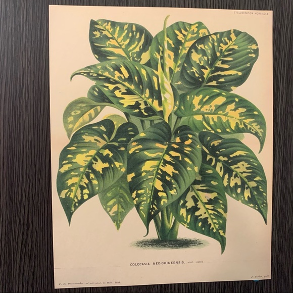 Vintage Colocasia Neo-Guineensis Illustration Print 8x10 - Picture 2 of 2